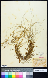 Muhlenbergia schreberi image