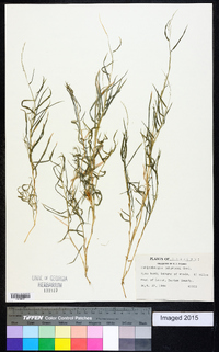 Muhlenbergia schreberi image