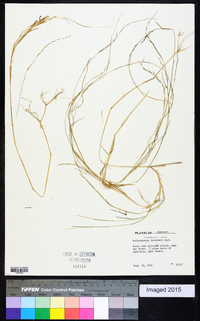 Muhlenbergia schreberi image