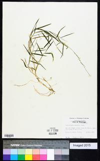 Muhlenbergia schreberi image