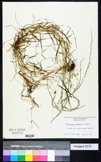 Muhlenbergia schreberi image