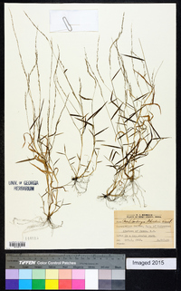 Muhlenbergia schreberi image