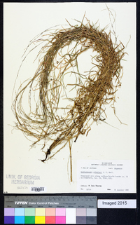 Muhlenbergia schreberi image