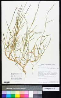 Muhlenbergia schreberi image