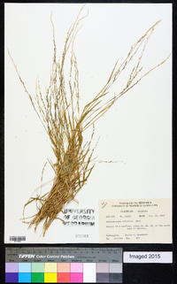 Muhlenbergia schreberi image