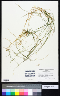 Muhlenbergia schreberi image