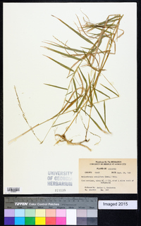 Muhlenbergia schreberi image