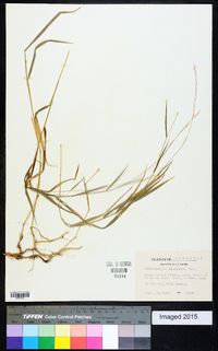 Muhlenbergia sobolifera image