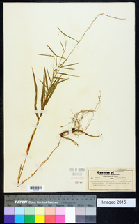 Muhlenbergia sobolifera image