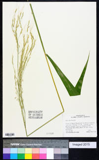 Oryza latifolia image