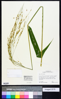 Oryza latifolia image