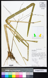 Oryza latifolia image