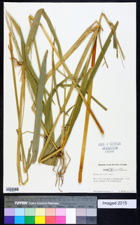 Oryza latifolia image