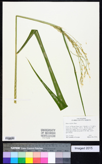 Oryza latifolia image