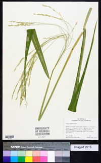 Oryza latifolia image