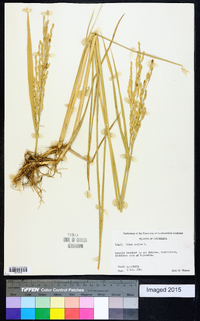 Oryza sativa image