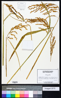 Oryza sativa image