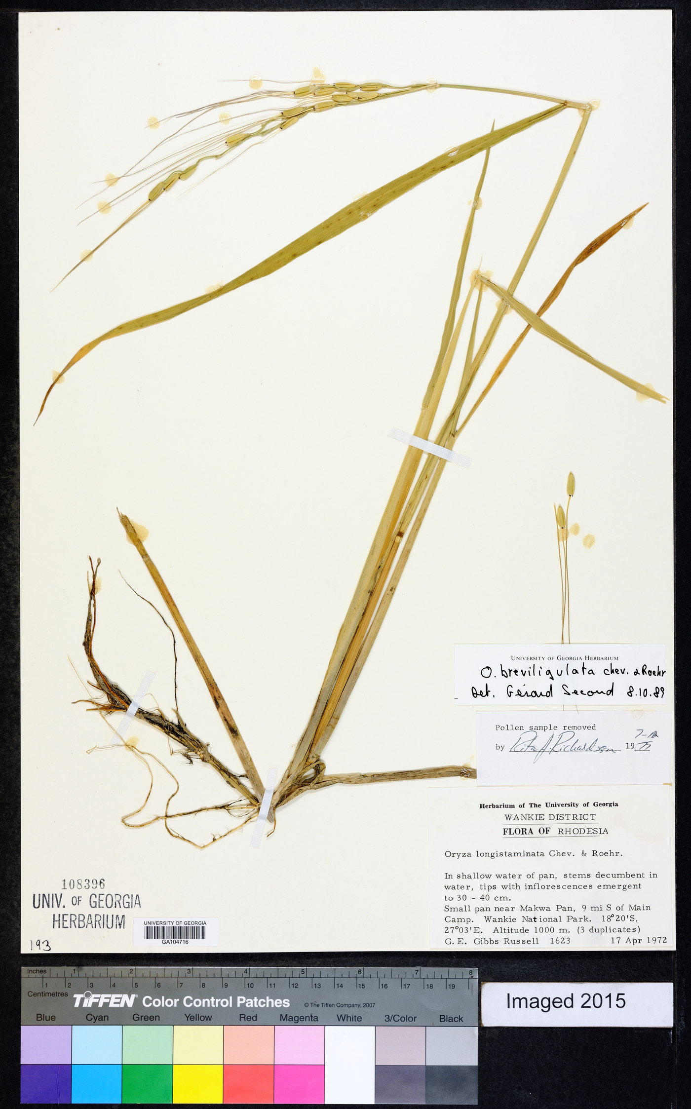 Oryza barthii image