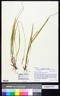 Oryzopsis asperifolia image