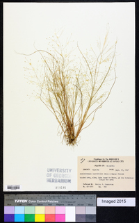 Muhlenbergia asperifolia image