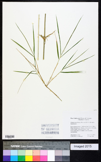 Otatea acuminata image