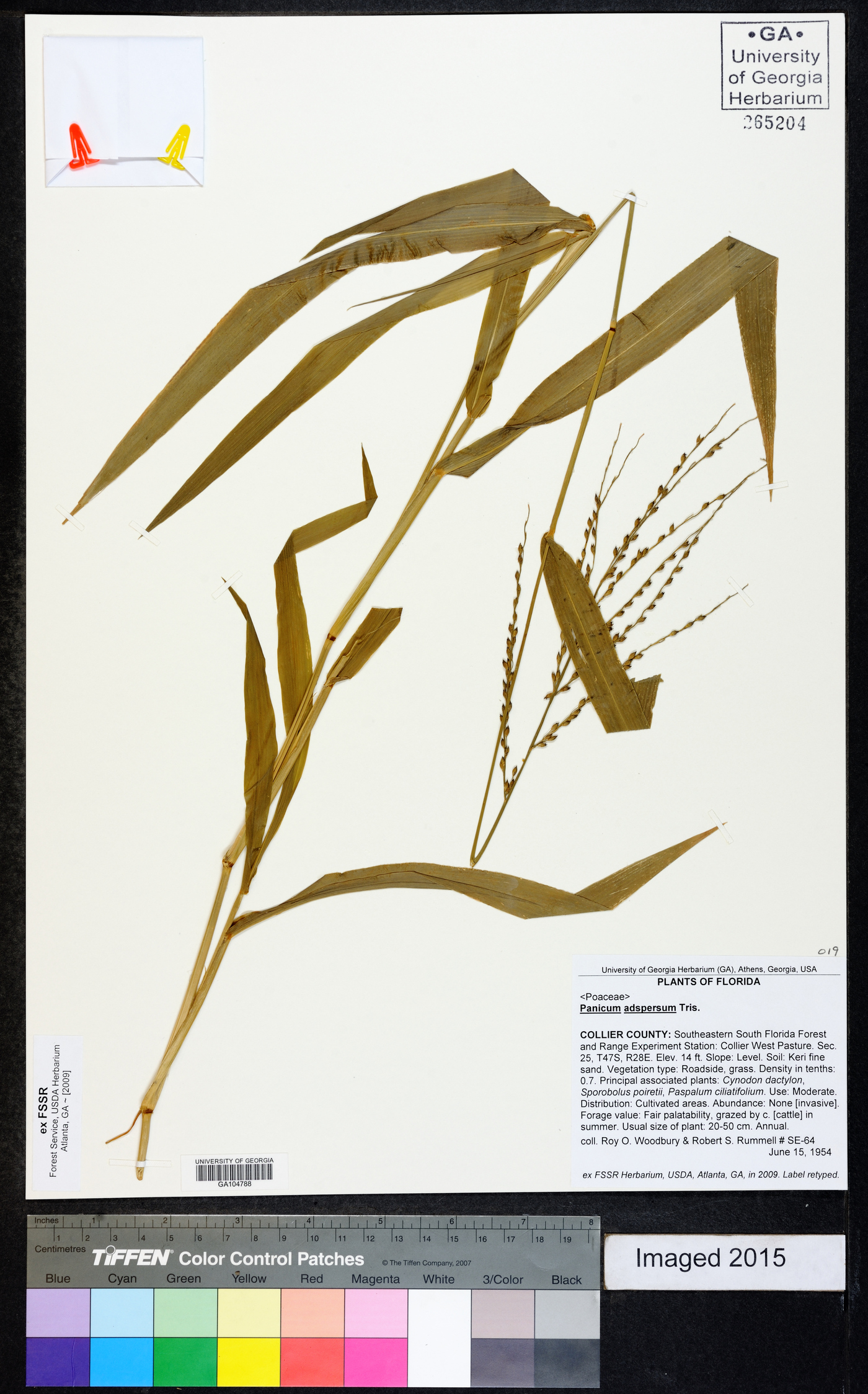 Panicum adspersum image