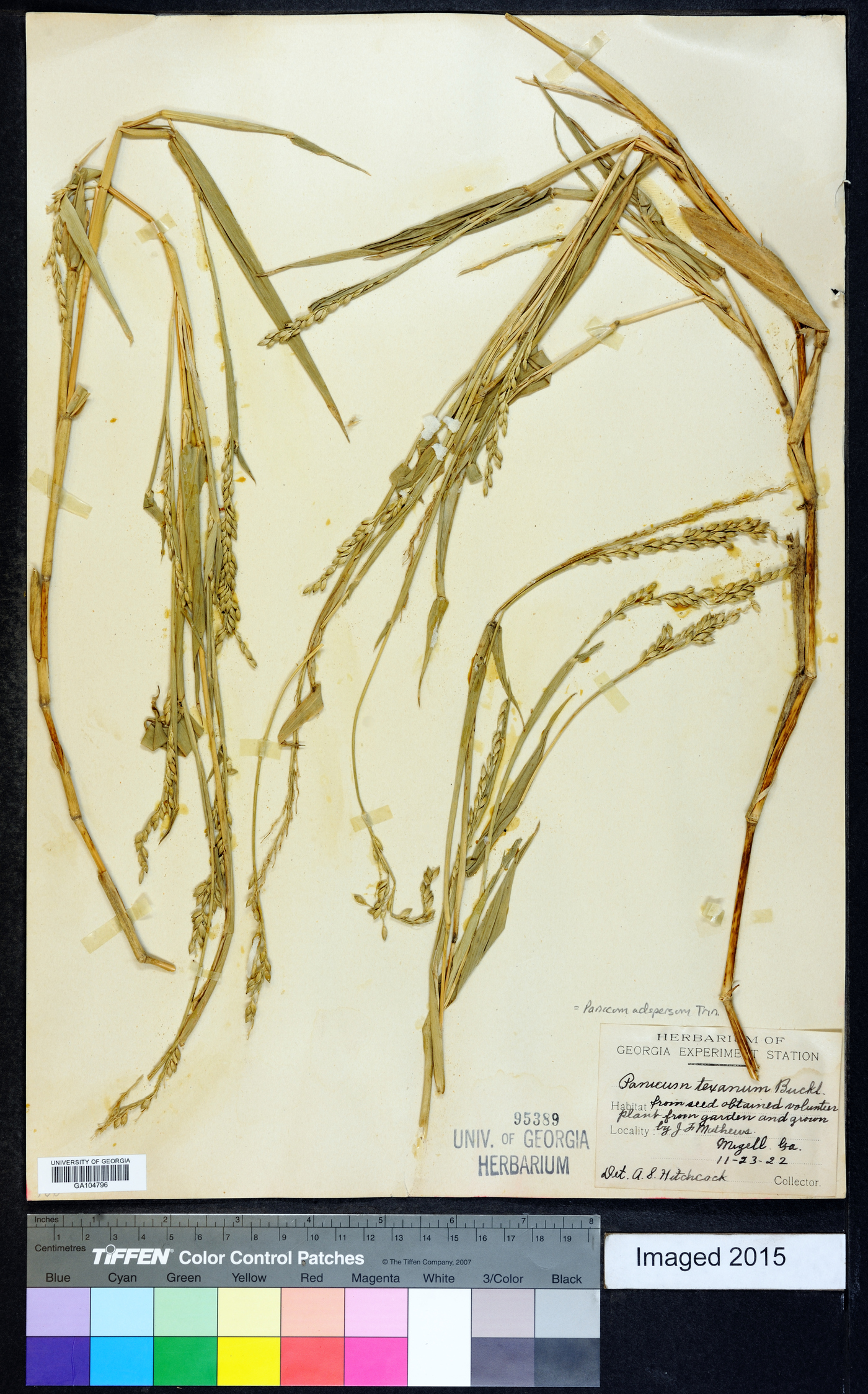 Panicum adspersum image