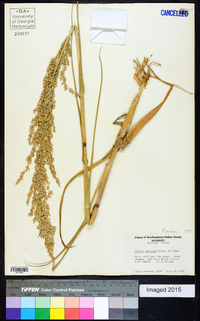 Panicum amarulum image