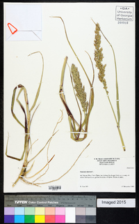 Panicum amarum image