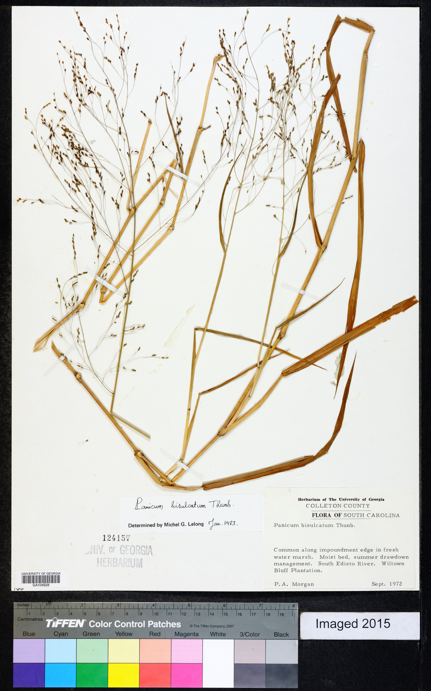 Panicum bisulcatum image