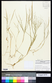 Panicum dichotomiflorum var. puritanorum image