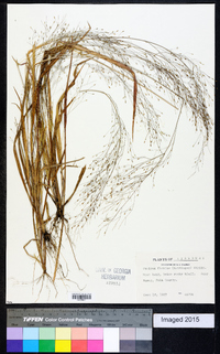 Panicum flexile image