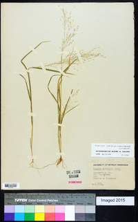 Panicum flexile image