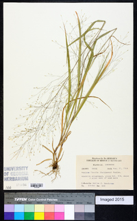 Panicum flexile image