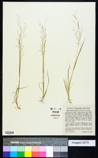 Panicum flexile image