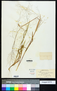 Panicum flexile image