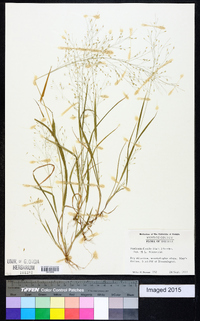 Panicum flexile image