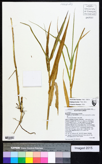 Panicum hemitomon image