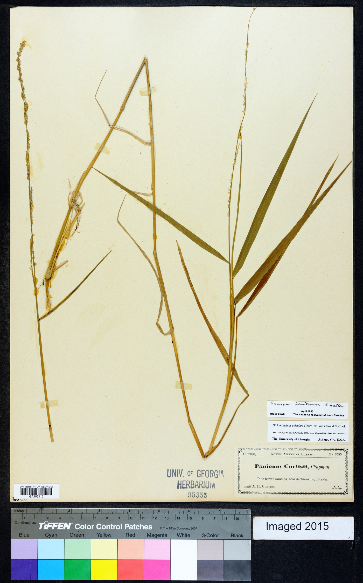 Panicum hemitomon image