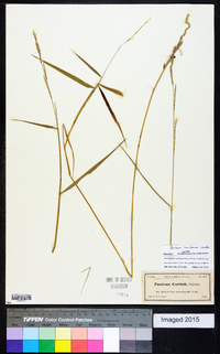 Panicum hemitomon image