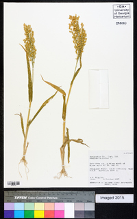 Panicum miliaceum image