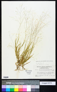 Panicum philadelphicum image