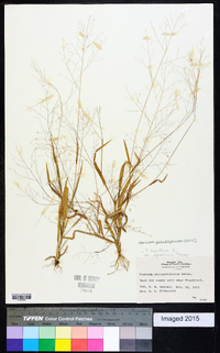 Panicum philadelphicum image