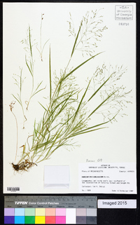 Panicum philadelphicum image