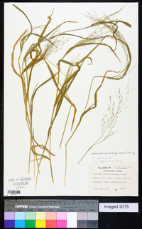 Panicum philadelphicum image