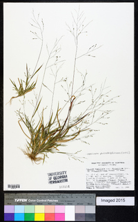 Panicum philadelphicum image