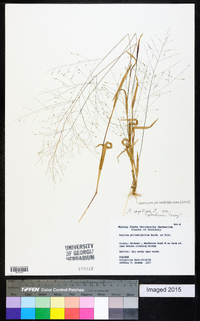 Panicum philadelphicum image