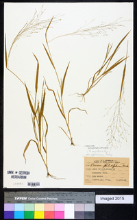 Panicum philadelphicum image