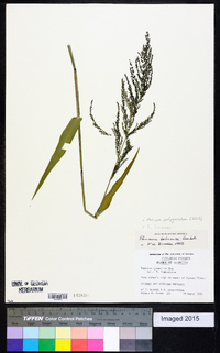 Panicum polygonatum image