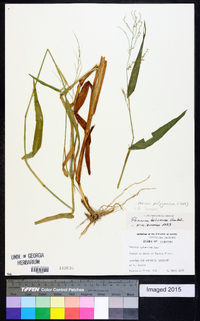 Panicum polygonatum image